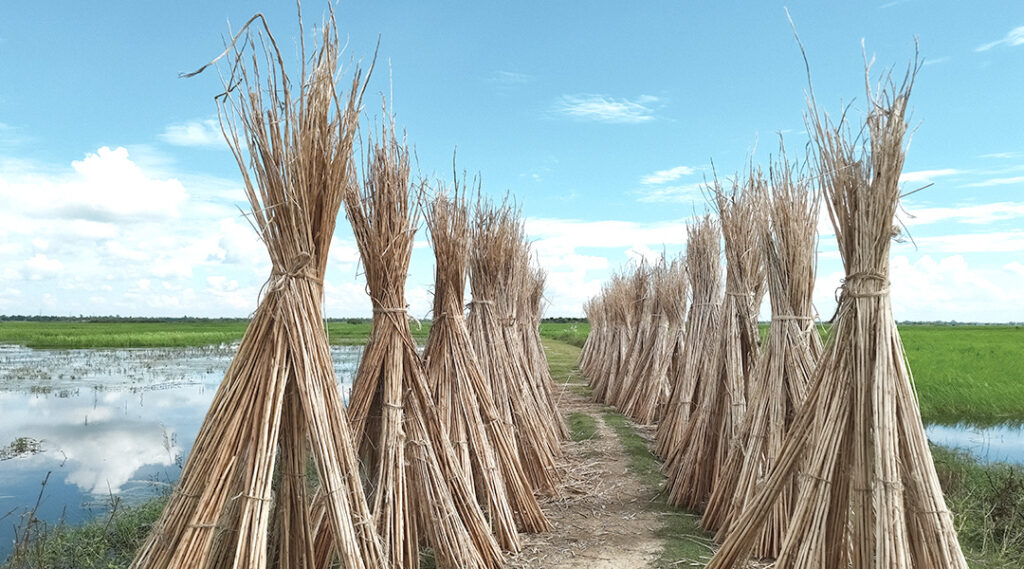 production de la toile de jute