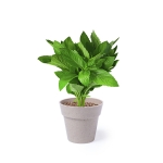Combinaison de 2 pots de graines de menthe et de persil à offrir couleur beige quatrième vue
