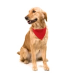 Collier bandana pour chien personnalisable avec logo Colors couleur rouge sixième vue