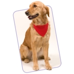 Collier bandana pour chien personnalisable avec logo Colors couleur rouge