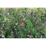 Graines de fleurs d'abeilles dans une enveloppe kraft Bee couleur beige troisième vue