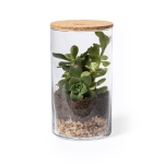 Terrarium avec graines de cactus pour culture verticale Terrarium Kit couleur naturel deuxième vue