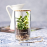 Terrarium avec graines de cactus pour culture verticale Terrarium Kit couleur naturel vue d'ambiance