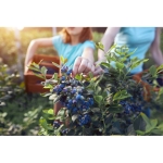 Carnet écologique personnalisé avec des graines A5 pages lignées Grow couleur bleu septième vue