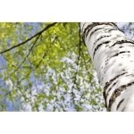 Support pour portable en bois de 2 pièces avec graines de pin Birch couleur bois