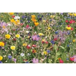 Graines de fleurs sauvages avec boîte Kit Graines Wild Flower couleur beige cinquième vue