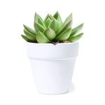 Pot en terre cuite blanche avec graines de cactus et substrat Cactus couleur blanc première vue