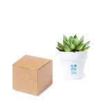 Pot en terre cuite blanche avec graines de cactus et substrat Cactus vue principale
