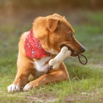 Jouet à mâcher pour animaux en forme d'os personnalisé avec logo Toy couleur beige vue d'ambiance