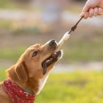 Jouet à mâcher pour animaux en forme d'os personnalisé avec logo Toy couleur beige