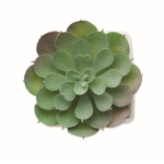 Mini plante artificielle en PP en forme de succulente echeveria couleur blanc troisième vue