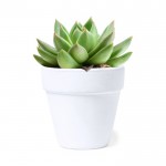 Pot avec graines de cactus et substrat couleur blanc première vue