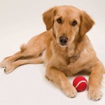 Balle personnalisable pour chien couleur rouge troisième vue