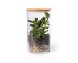 Terrarium avec graines de cactus couleur naturel