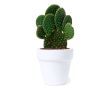 Pot avec graines de cactus et substrat couleur blanc
