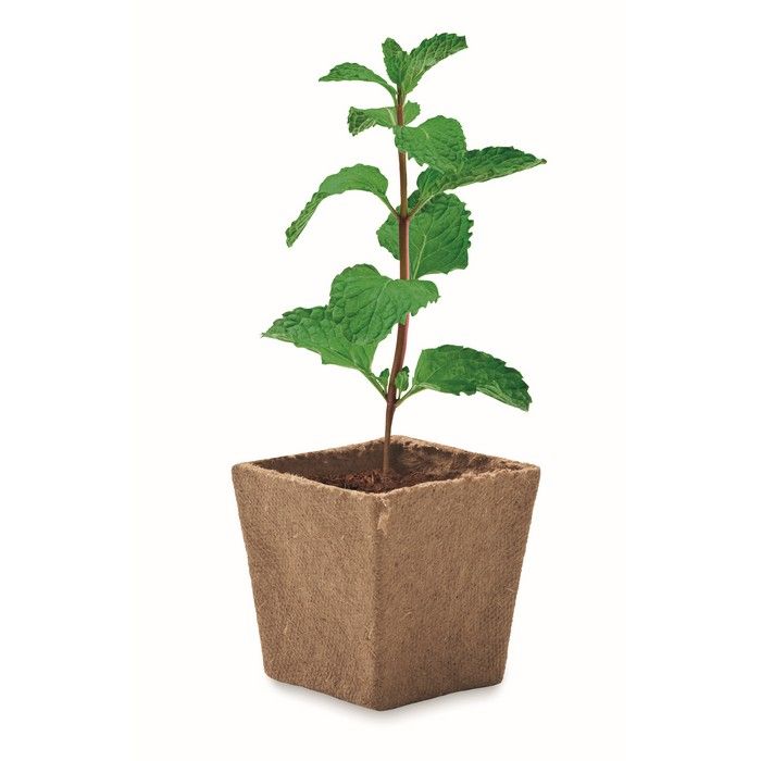 Pot carré biodégradable avec graines de menthe fabriqué en UE