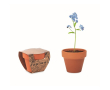 Pot avec graine de Myosotis couleur marron
