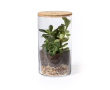 Terrarium avec graines de cactus couleur naturel