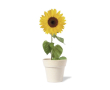 Planteur de graines de tournesol biodégradable couleur naturel