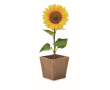 Pot carré biodégradable avec graines de tournesol fabriqué en UE couleur beige