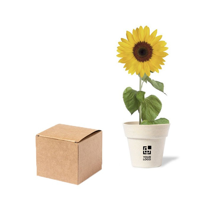 Planteur de graines de tournesol biodégradable