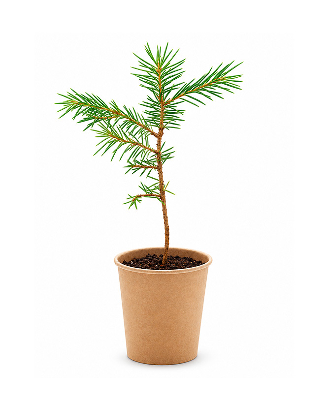 Pot écologique avec graines de pin vue avec zone d'impression